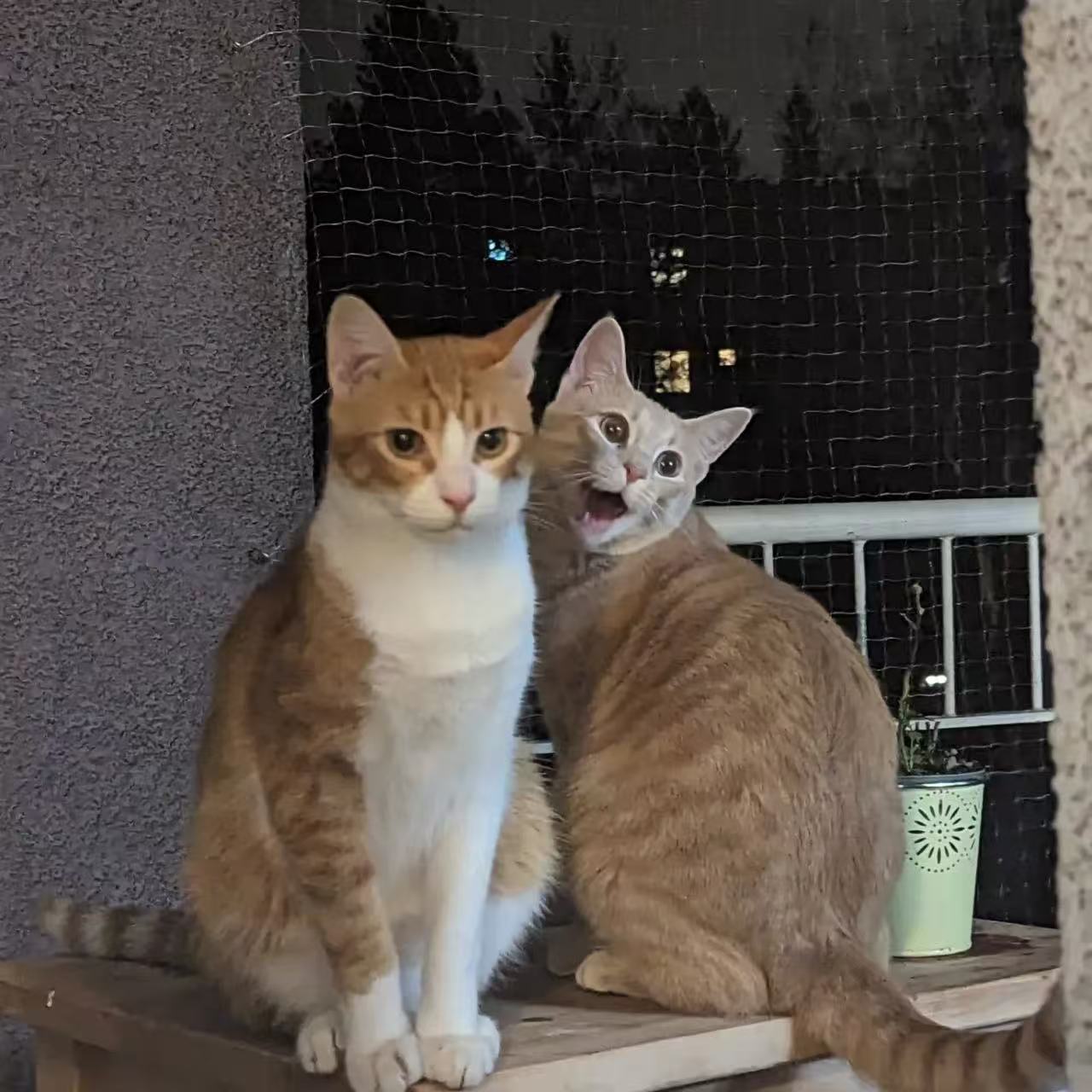 cats